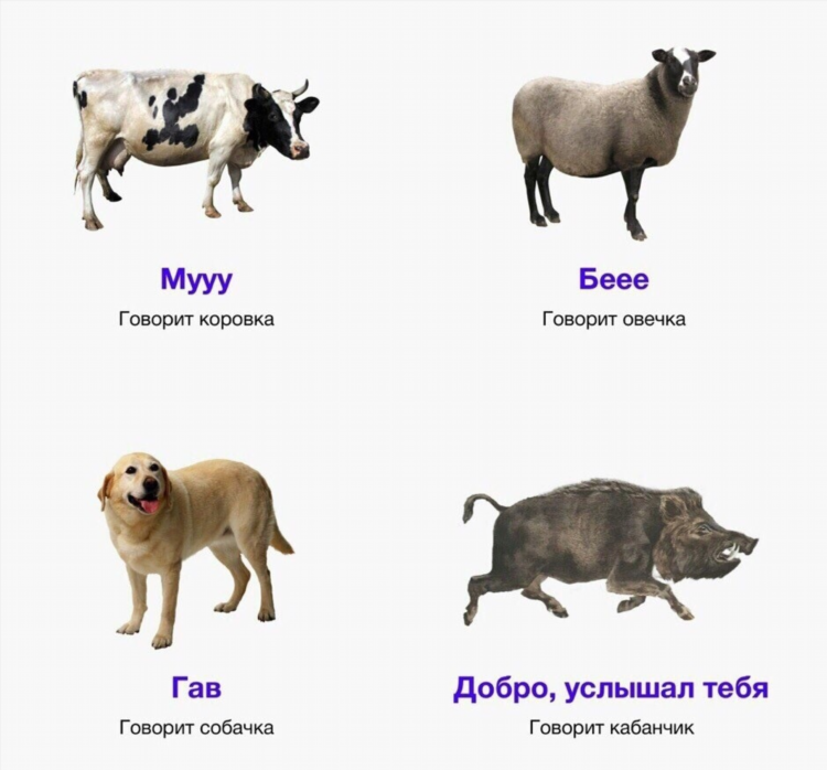 Кабанчик блоггер спортивный